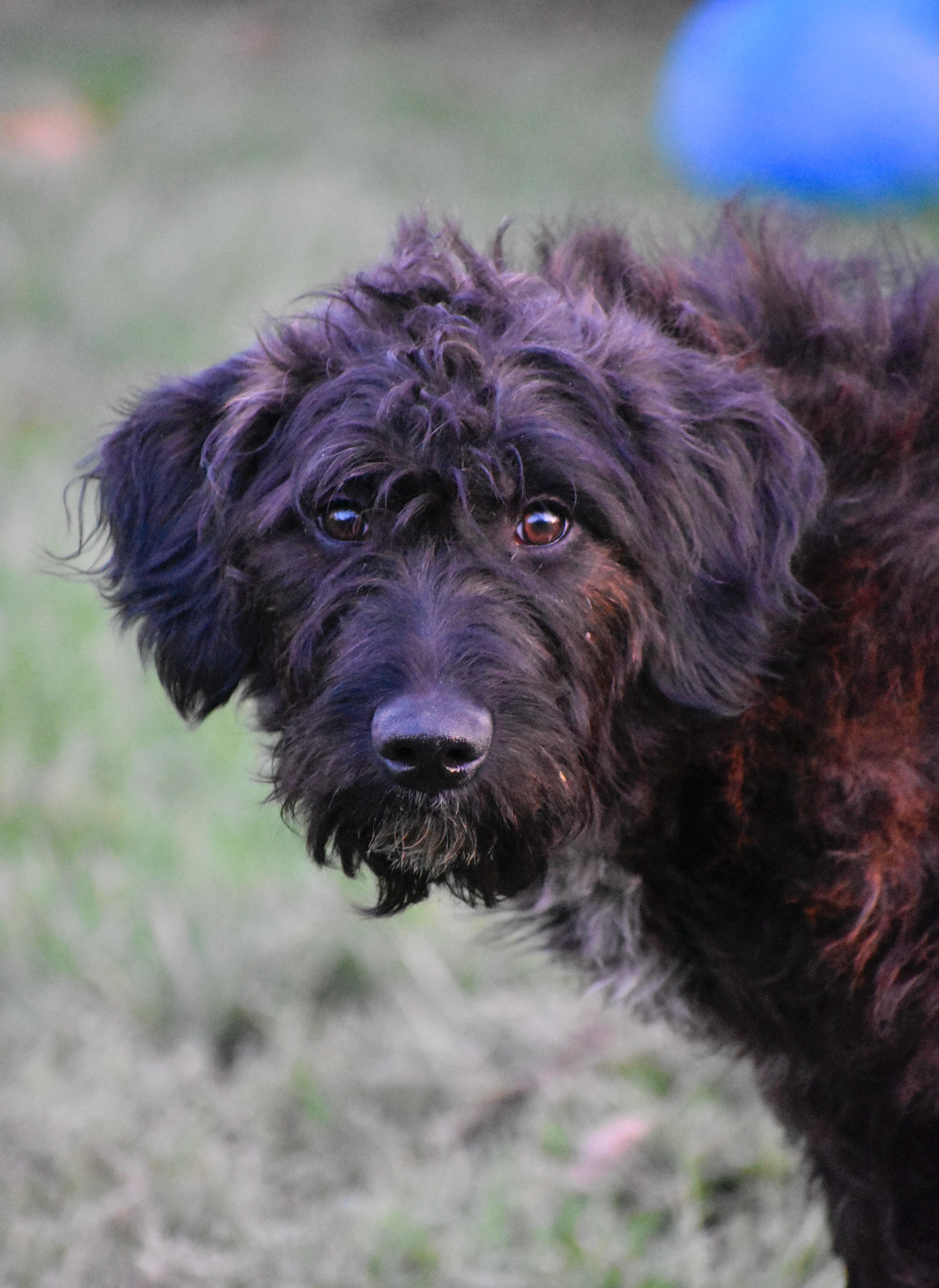 Enlarge Rory, a ADOPTABLE mixed breed in Indianapolis, IN image 4/4