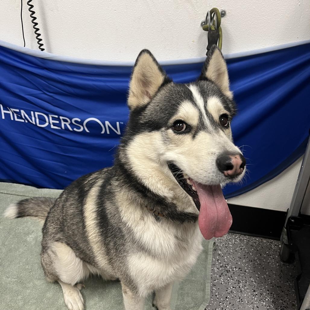 Colton, a Adoptable Husky in Henderson, NV image 1/2