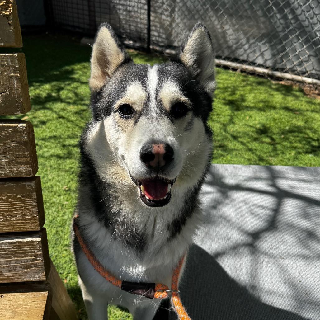 Colton, a Adoptable Husky in Henderson, NV image 2/2