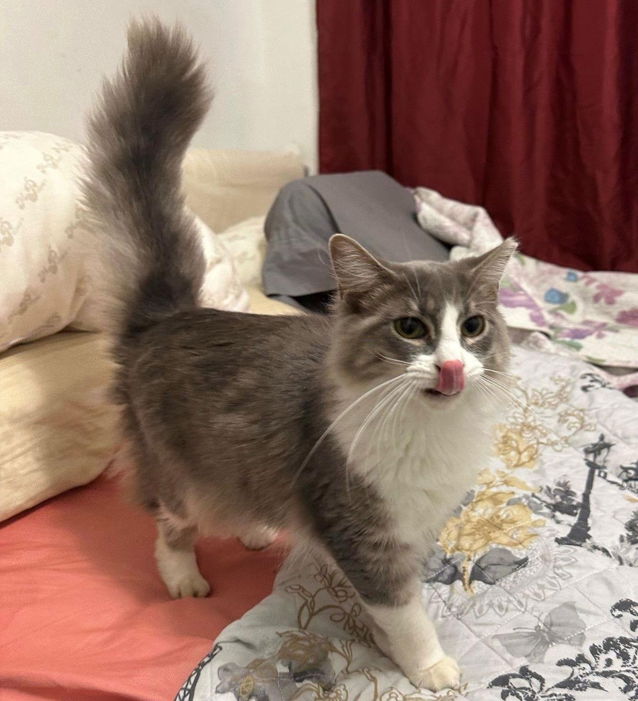 Enlarge Princesa, a Adopted American Shorthair in Oakland Park, FL image 1/3