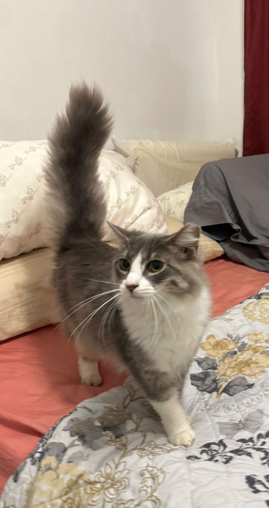 Enlarge Princesa, a Adopted American Shorthair in Oakland Park, FL image 2/3