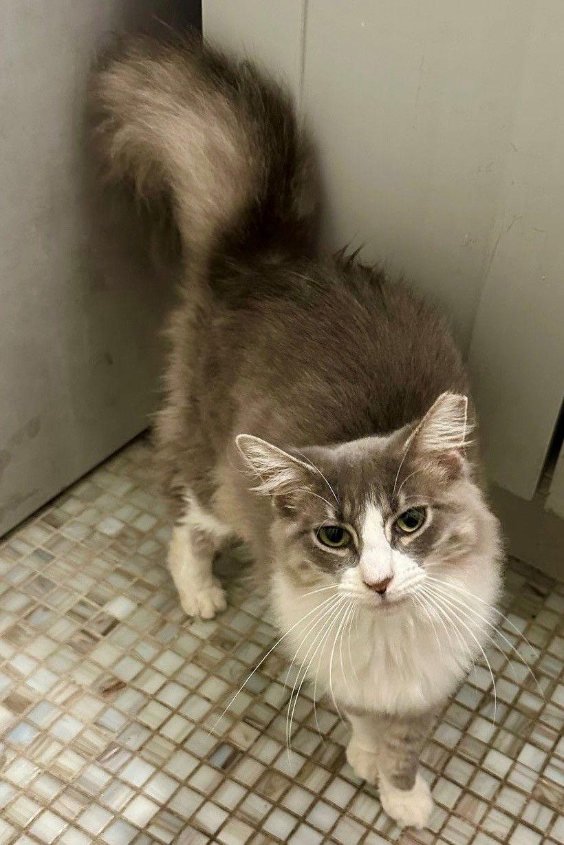 Enlarge Princesa, a Adopted American Shorthair in Oakland Park, FL image 3/3