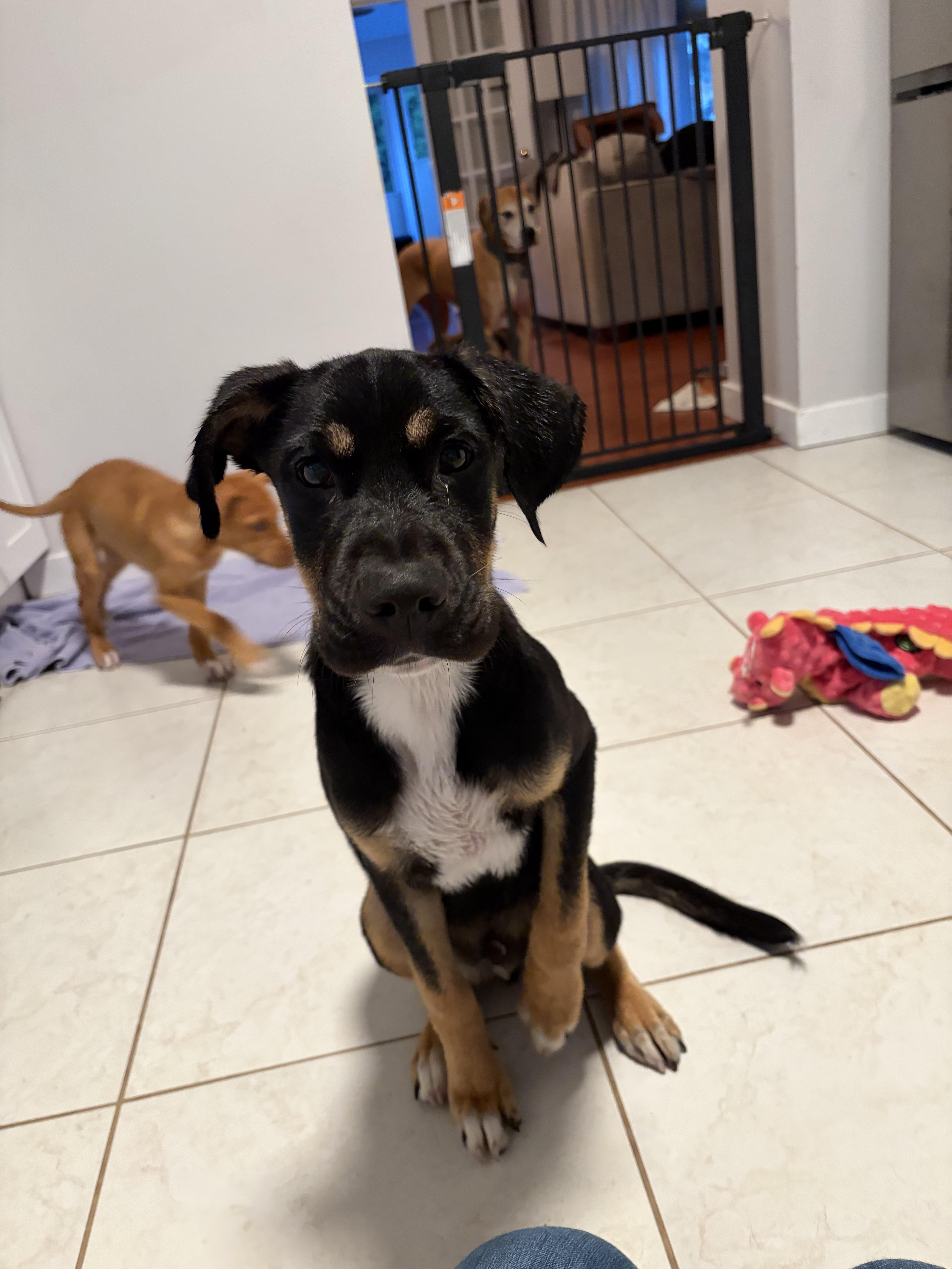 Junior, Adoptable, Puppy Male Mixed Breed.