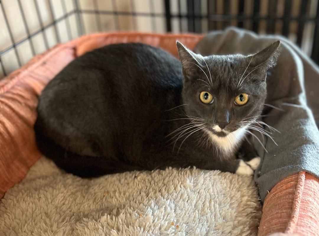 Peyton, a Adoptable Domestic Short Hair in Sayreville, NJ image 1/3