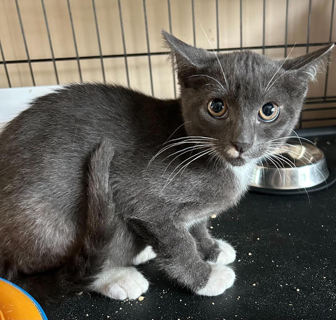 Peyton, a Adoptable Domestic Short Hair in Sayreville, NJ image 3/3