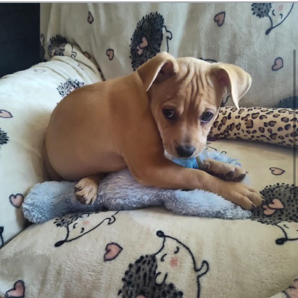 Rosemary, Adoptable, Puppy Female English Bulldog & Shepherd.