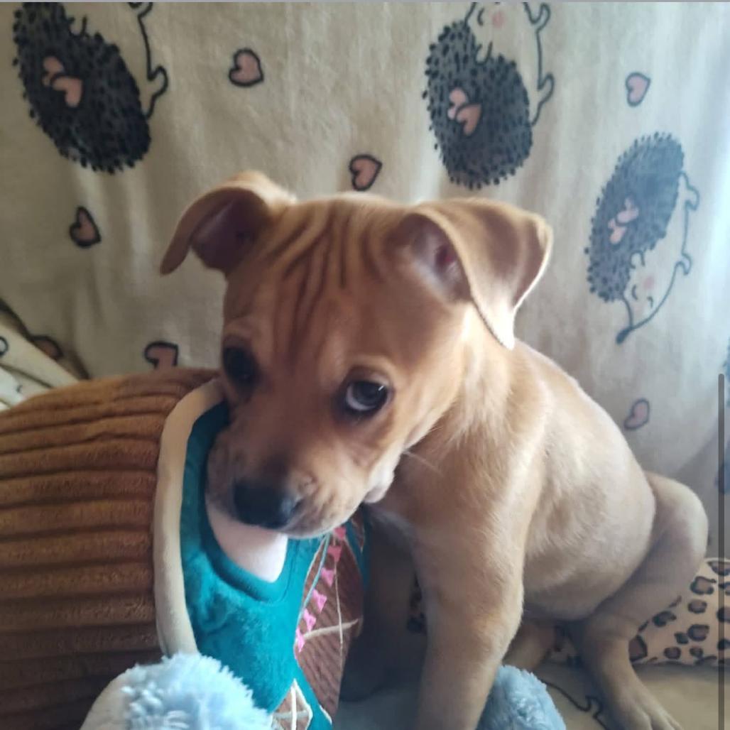 Rosemary, a Adoptable mixed breed in Joliet, IL image 2/4
