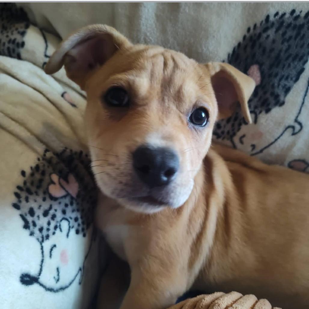 Rosemary, a Adoptable mixed breed in Joliet, IL image 3/4