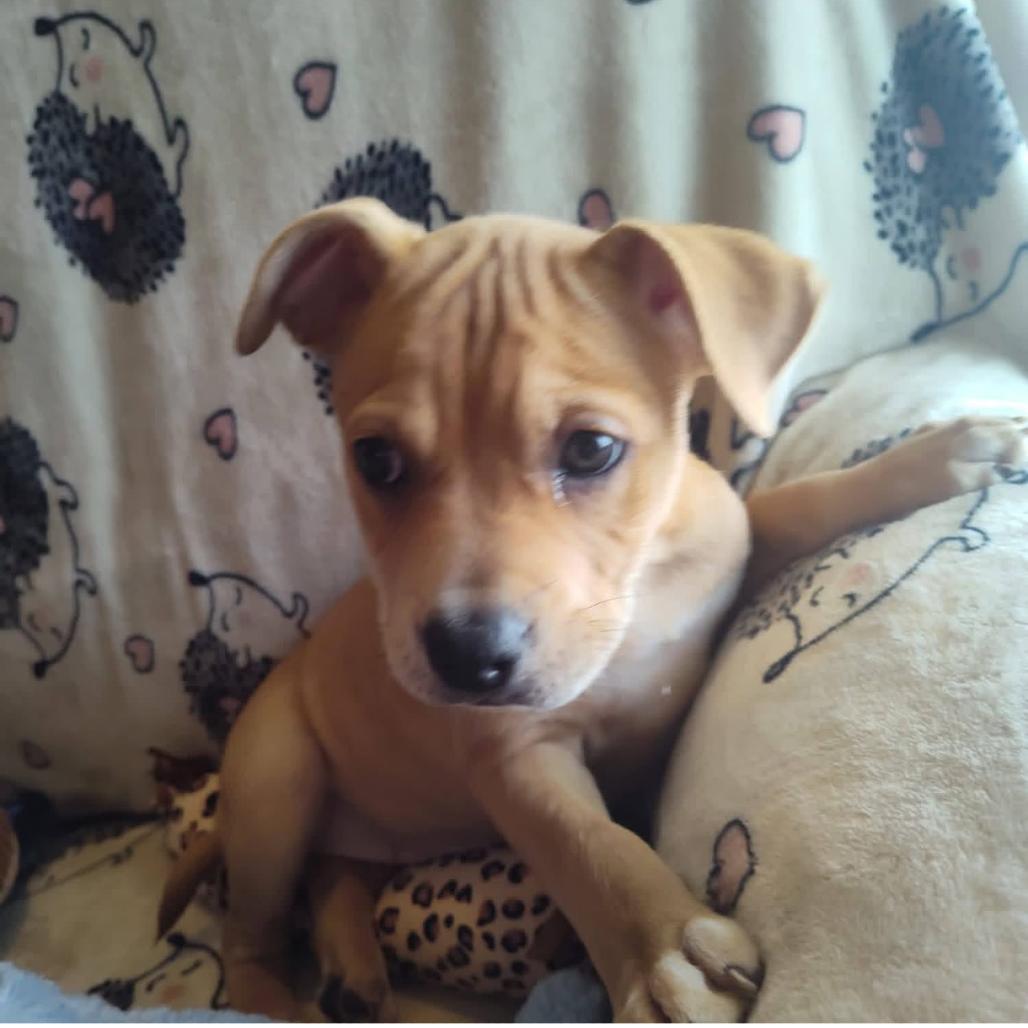 Rosemary, a Adoptable mixed breed in Joliet, IL image 4/4