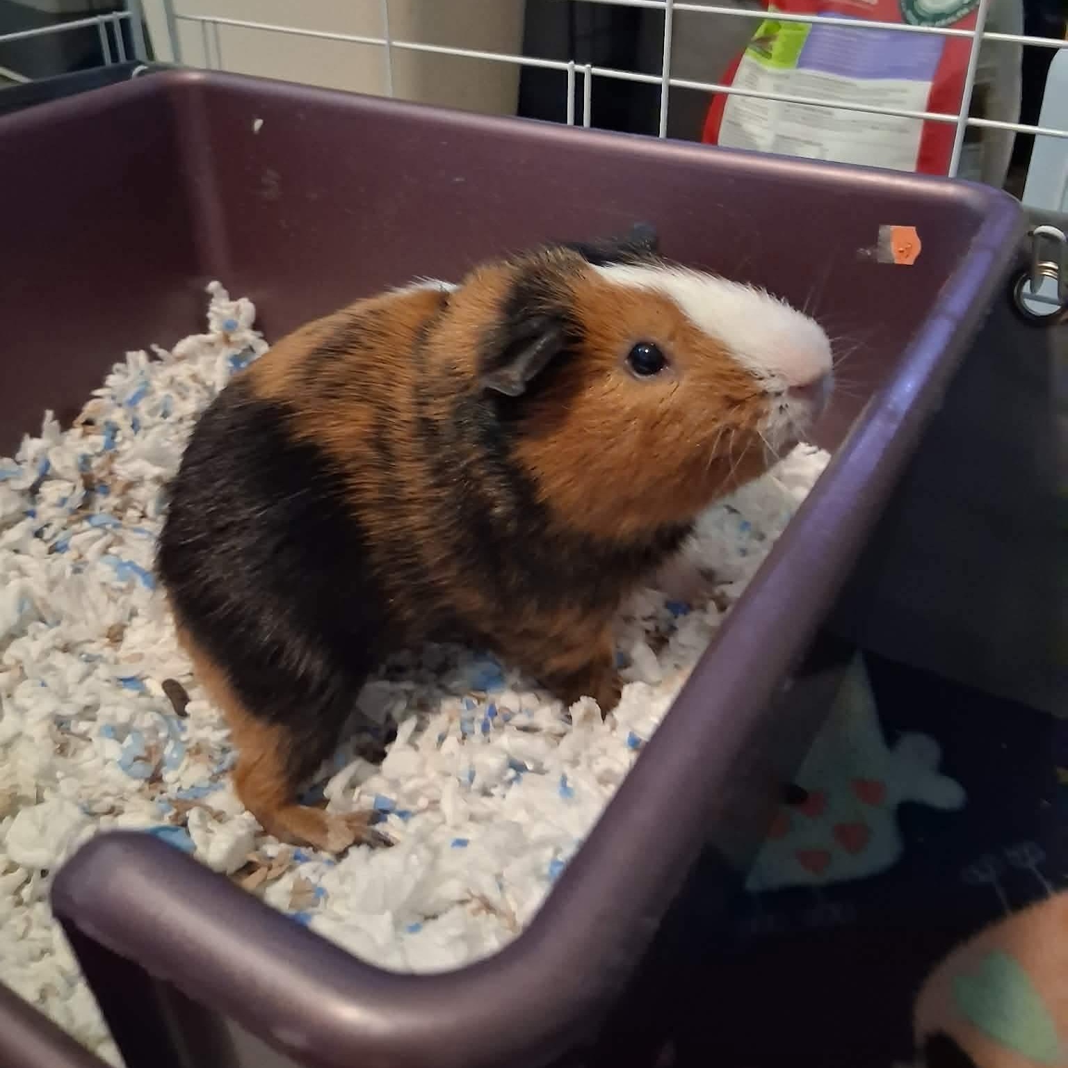 Ram, ADOPTABLE, Young Male Guinea Pig.
