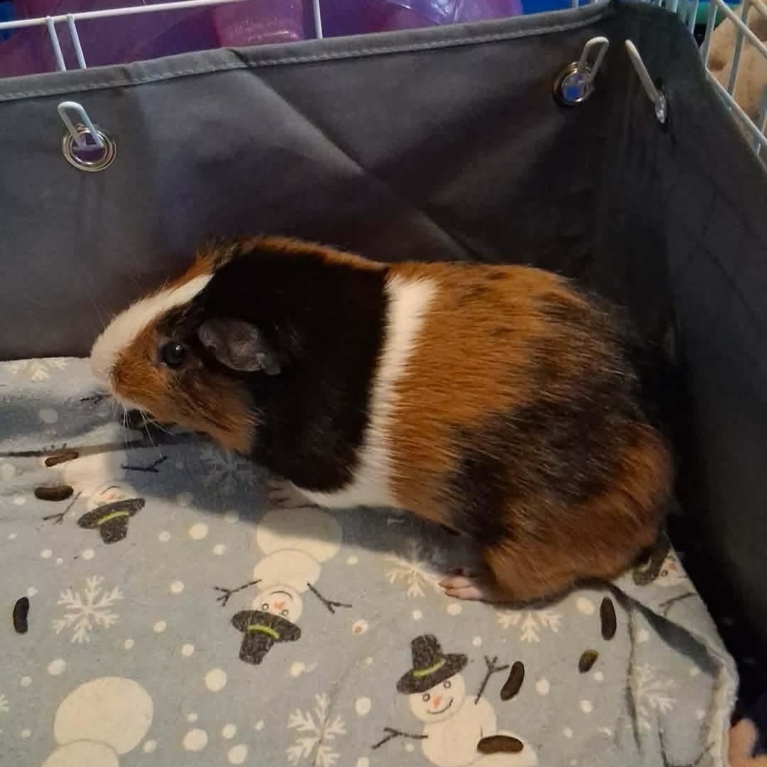 Enlarge Ram, a ADOPTABLE Guinea Pig in Rochester, NY image 2/3