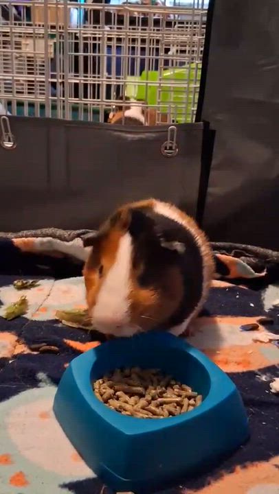 Enlarge Ram, a ADOPTABLE Guinea Pig in Rochester, NY video 3/3