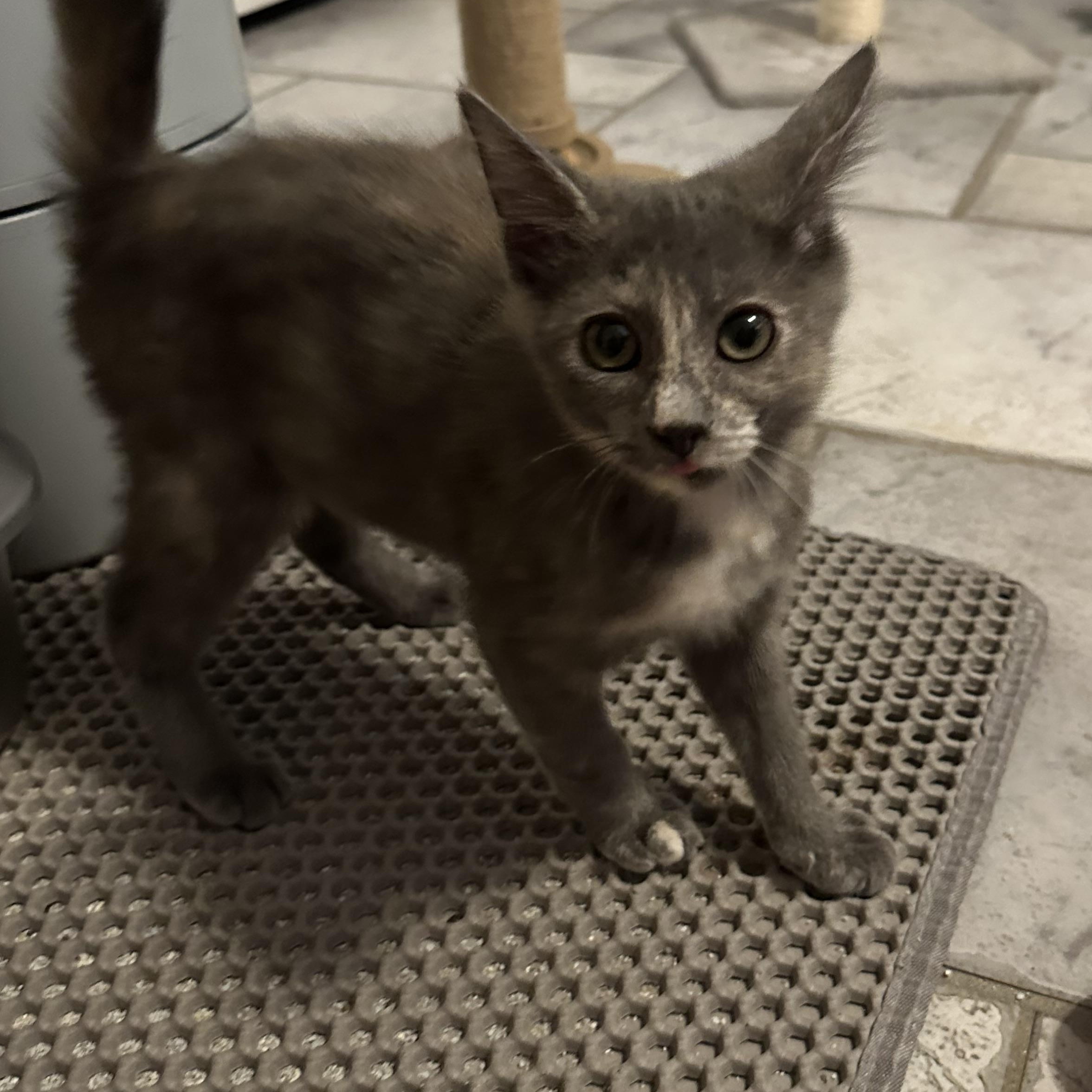 Enlarge Alina, a ADOPTABLE Domestic Short Hair in Tuttle, OK image 3/4