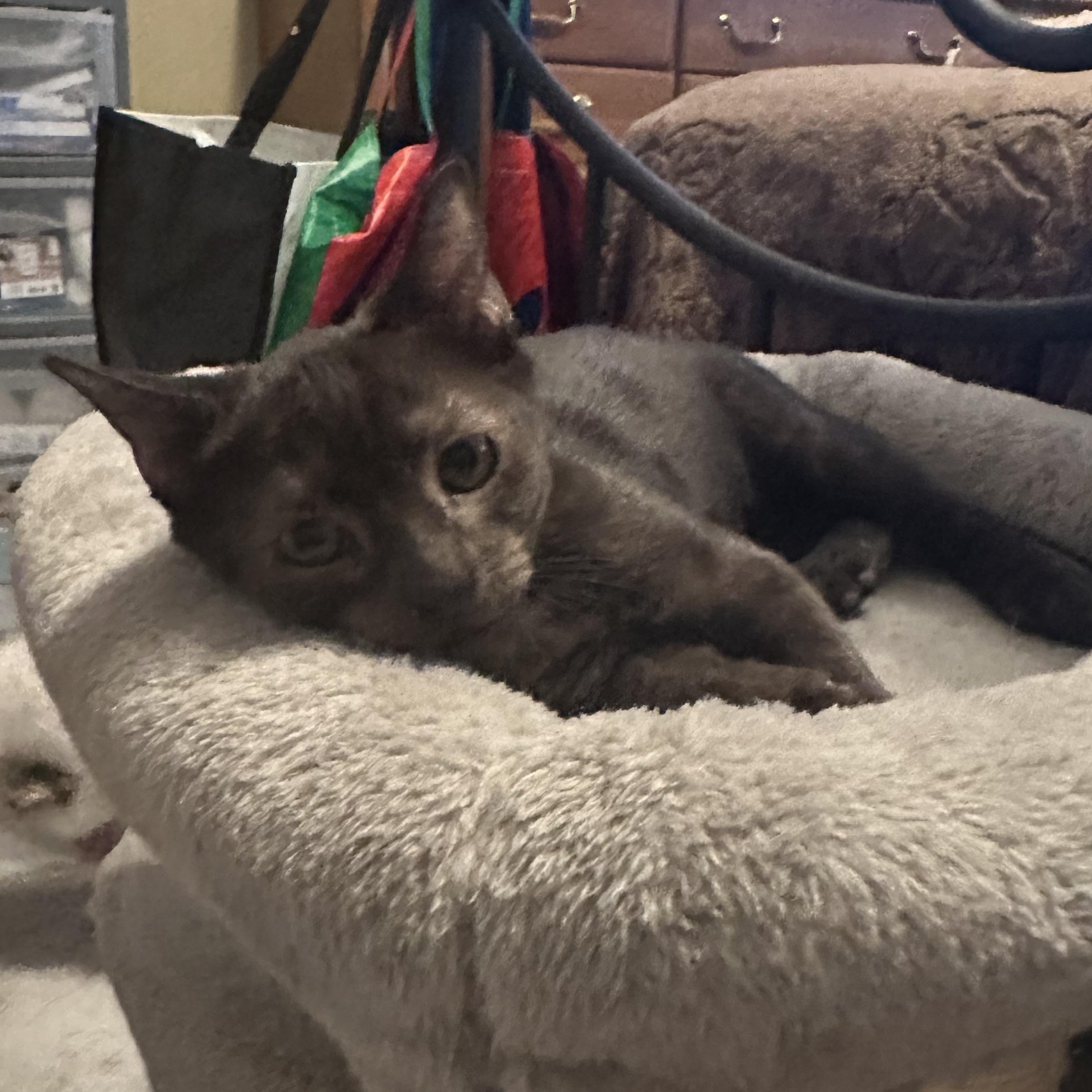 Enlarge Alina, a ADOPTABLE Domestic Short Hair in Tuttle, OK image 1/4