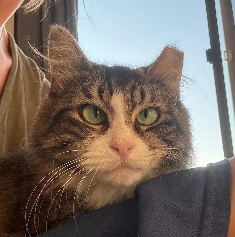 KLARA N. ~ PERFECT COMPANION, a Adoptable Domestic Long Hair in New York, NY image 4/5