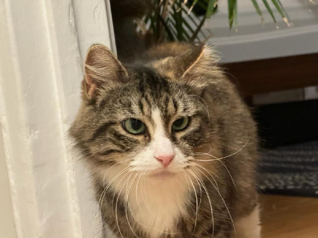 KLARA N. ~ PERFECT COMPANION, a Adoptable Domestic Long Hair in New York, NY image 3/5