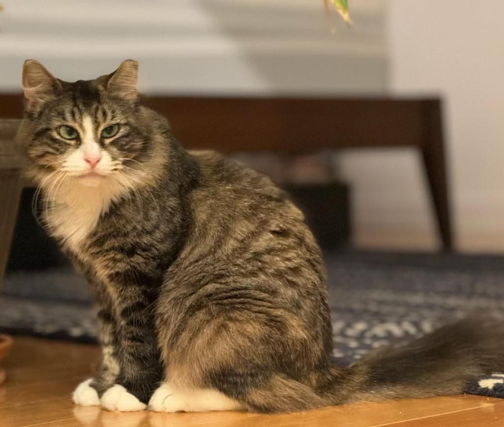 KLARA N. ~ PERFECT COMPANION, a Adoptable Domestic Long Hair in New York, NY image 5/5