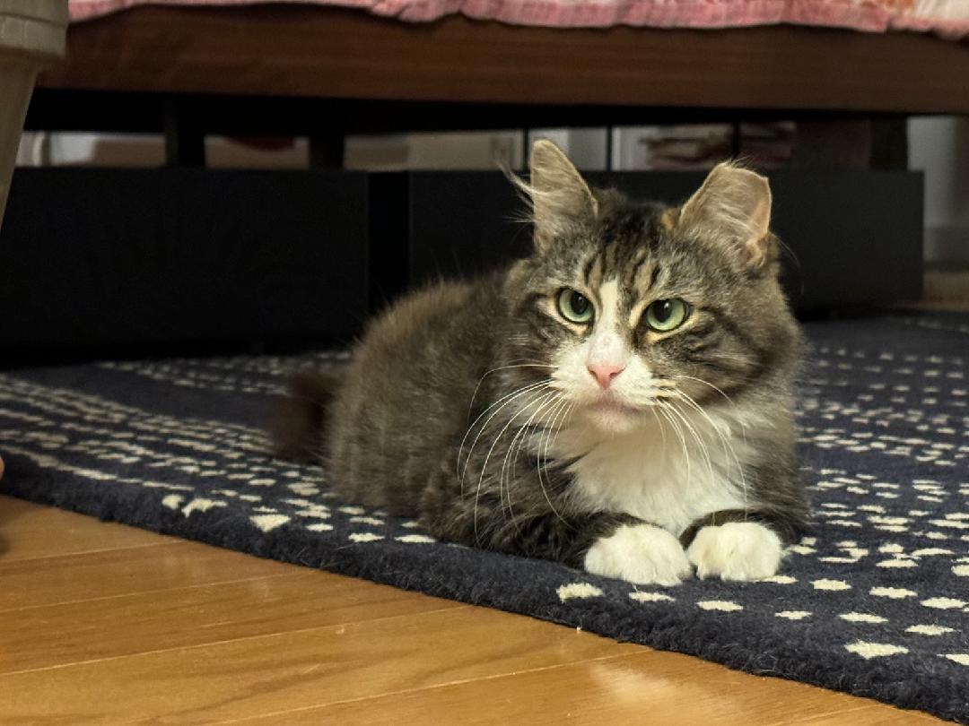 KLARA N. ~ PERFECT COMPANION, Adoptable, Adult Female Domestic Long Hair.