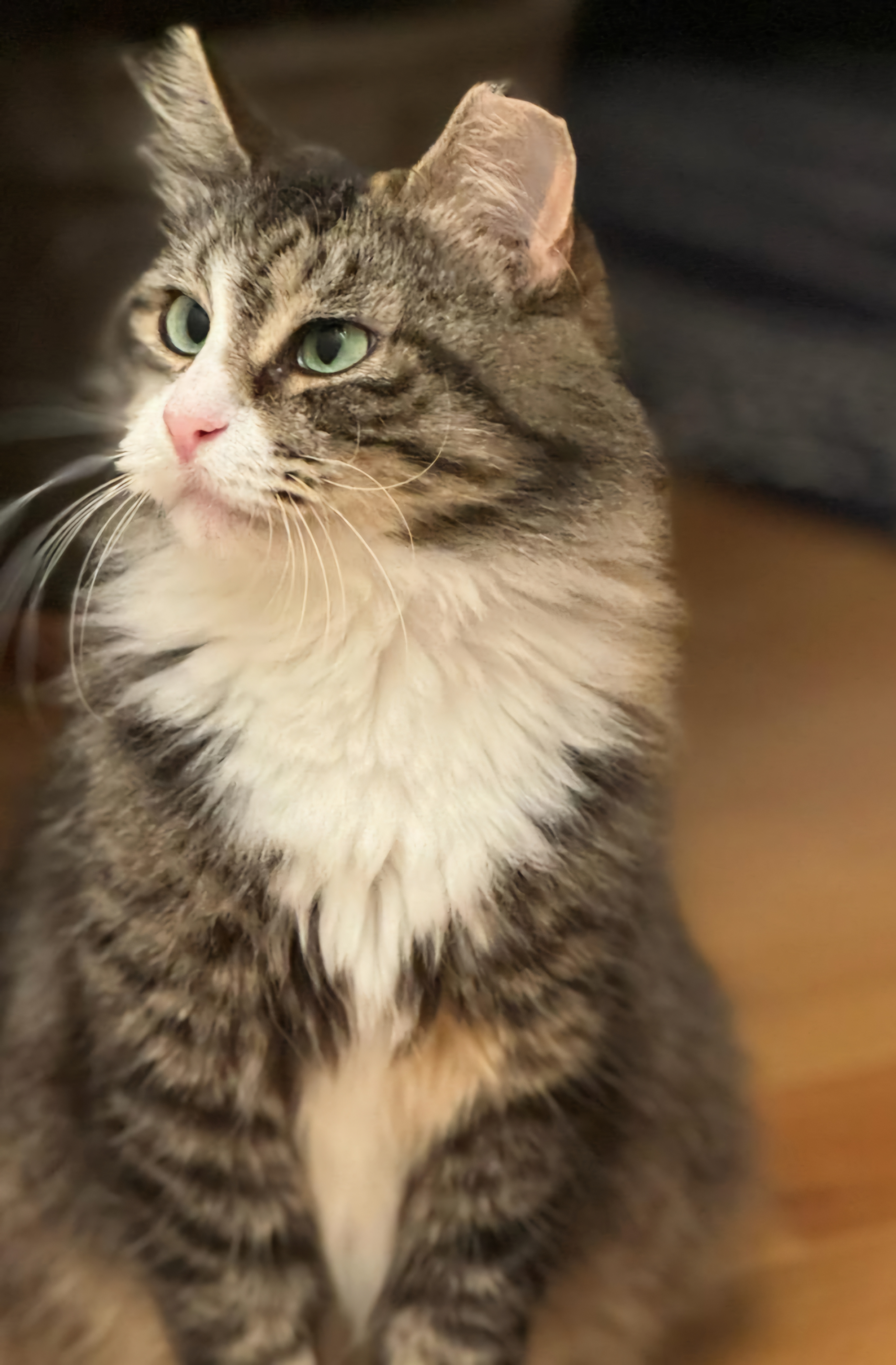 KLARA N. ~ PERFECT COMPANION, a Adoptable Domestic Long Hair in New York, NY image 2/5