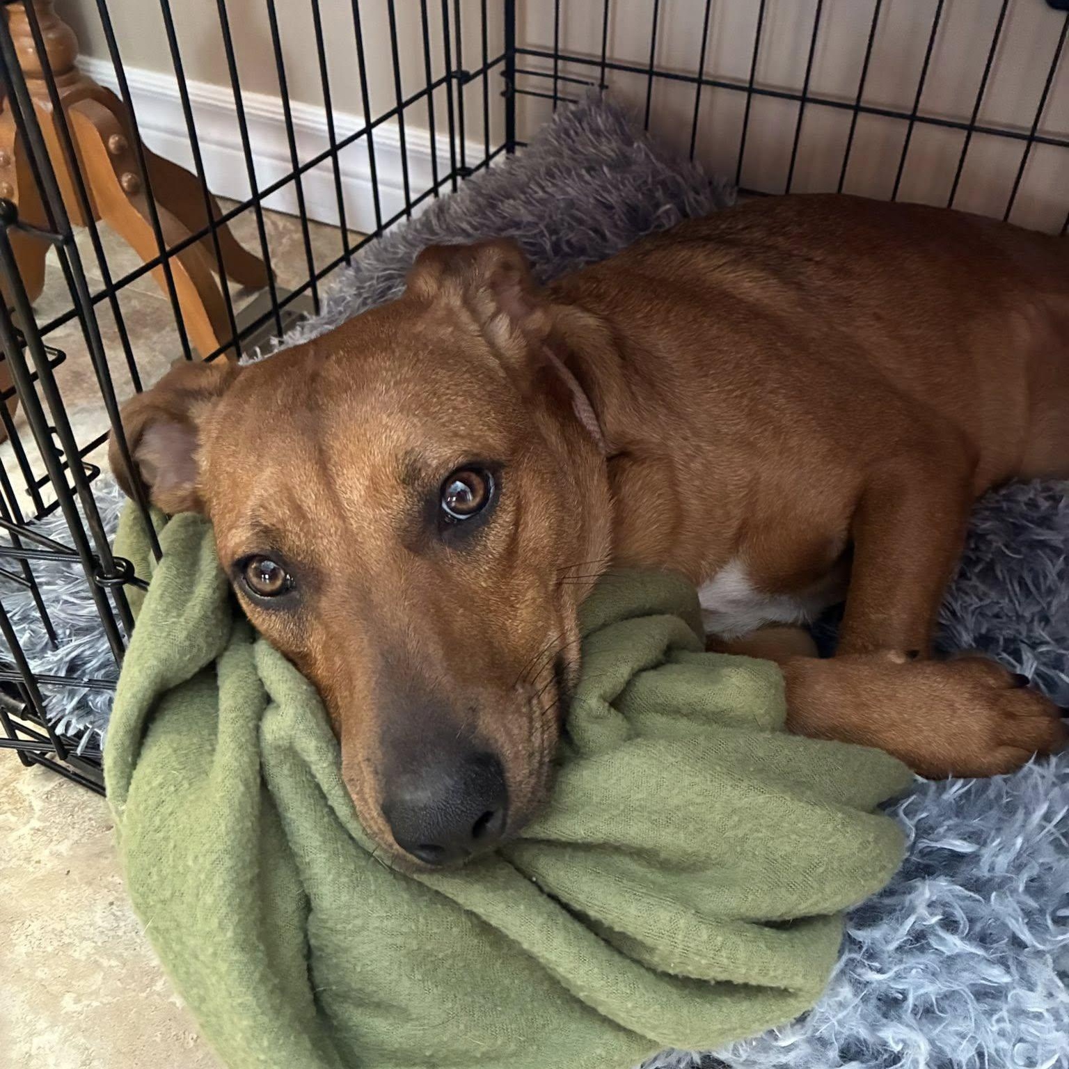 Willow, adoptable, Young Female Terrier.