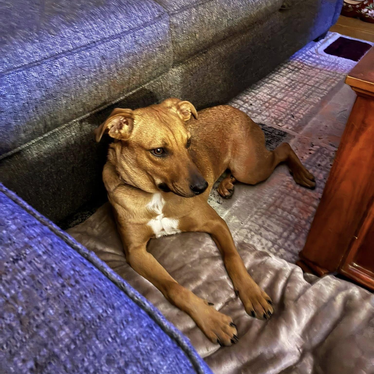 Willow, an adoptable mixed breed in Woodstock, ON image 3/5