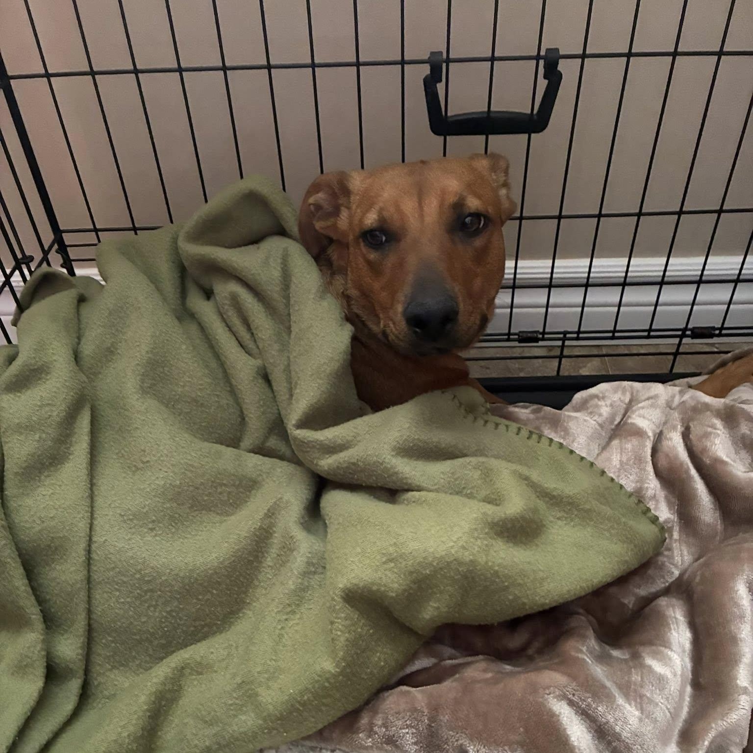 Willow, an adoptable mixed breed in Woodstock, ON image 4/5