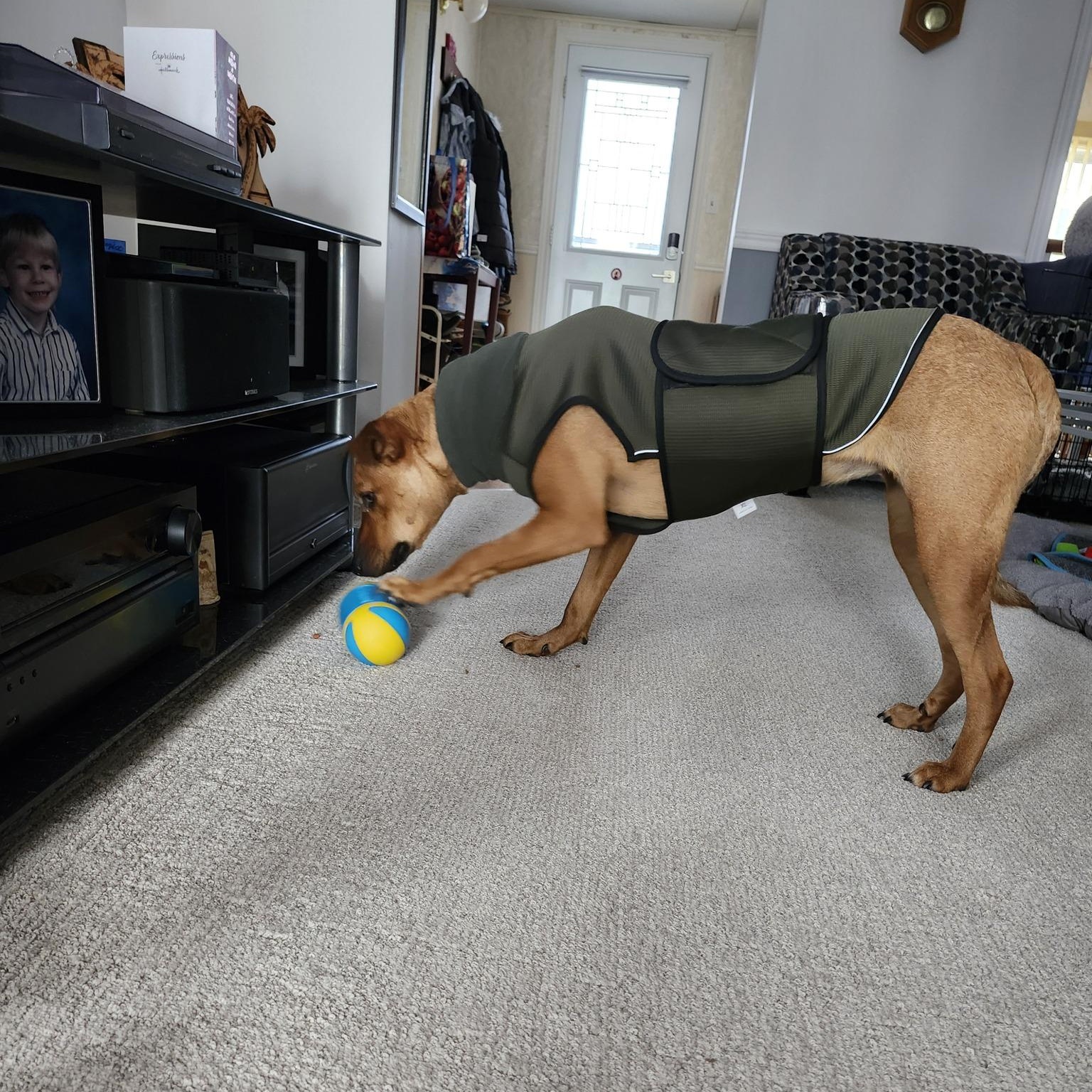 Enlarge Willow, an adopted mixed breed in Woodstock, ON image 4/6