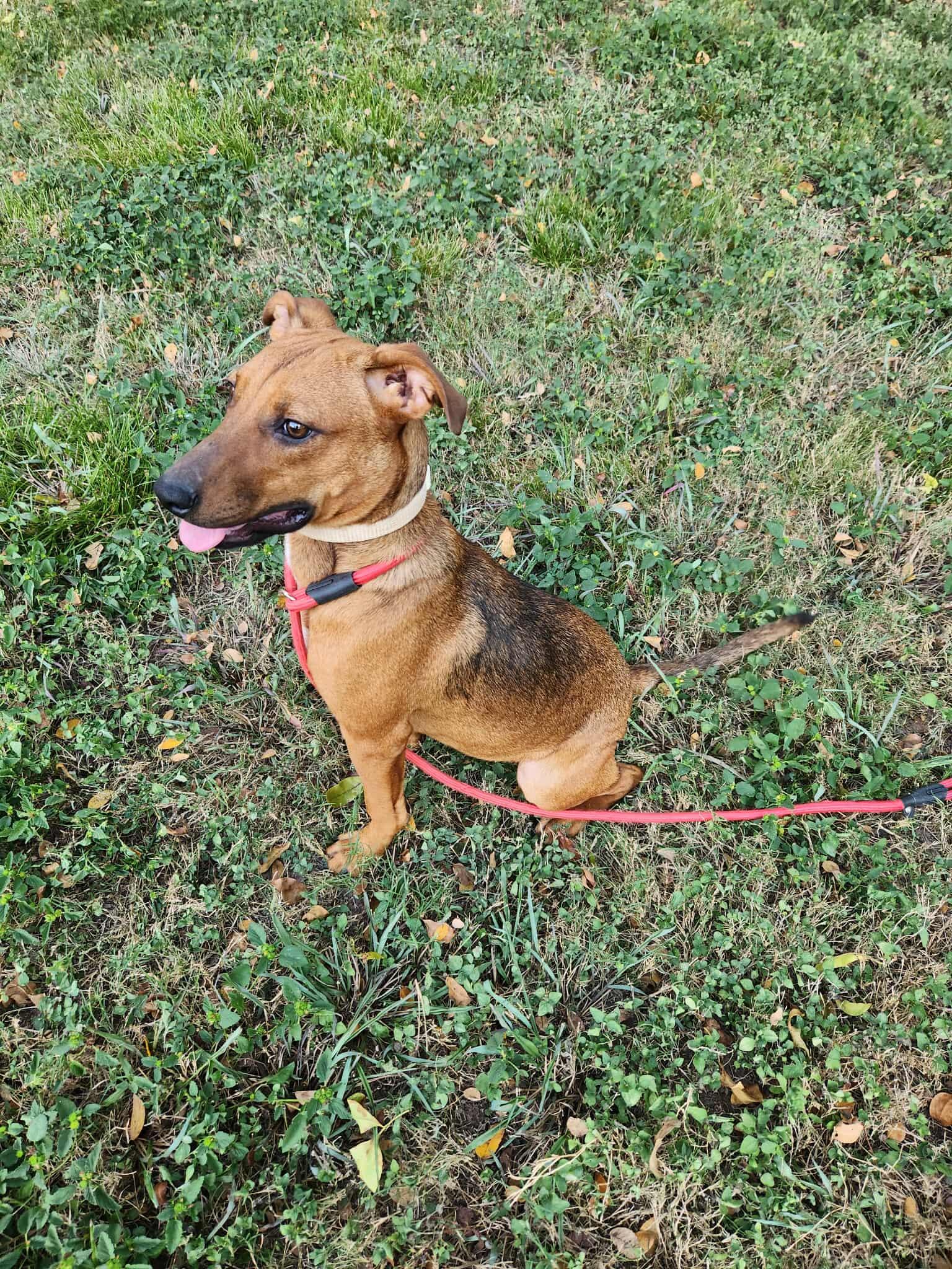 Enlarge Willow, a Adoptable mixed breed in Woodstock, ON image 1/1