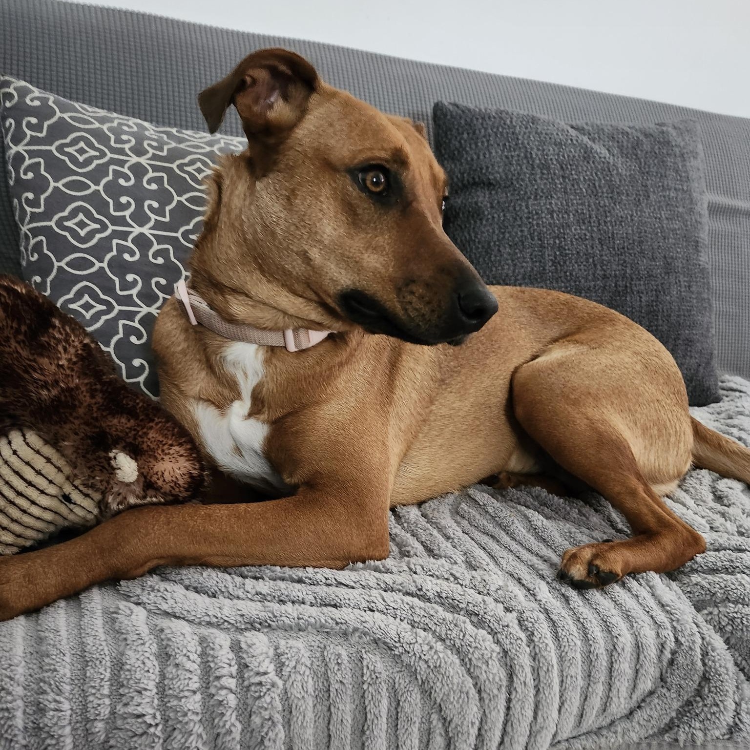 Enlarge Willow, an adopted mixed breed in Woodstock, ON image 3/6