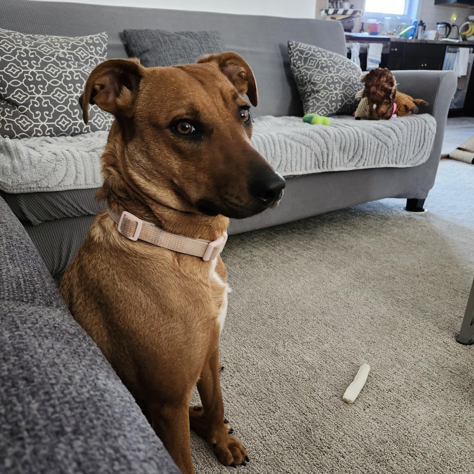 Enlarge Willow, an adopted mixed breed in Woodstock, ON image 1/6