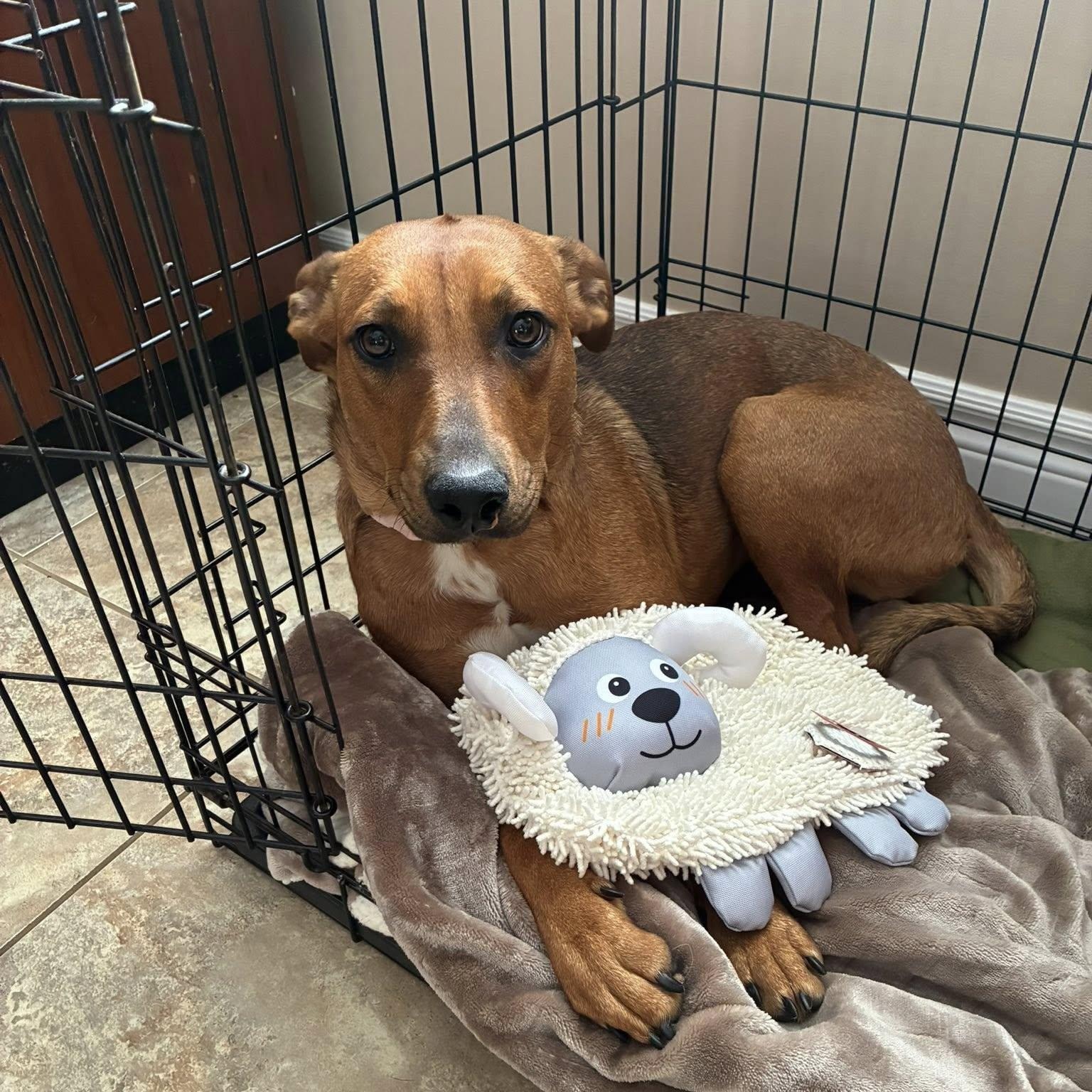 Willow, adoptable, Young Female Terrier.