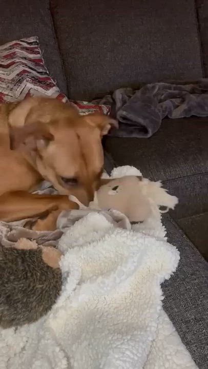 Enlarge Willow, an adopted mixed breed in Woodstock, ON video 6/6