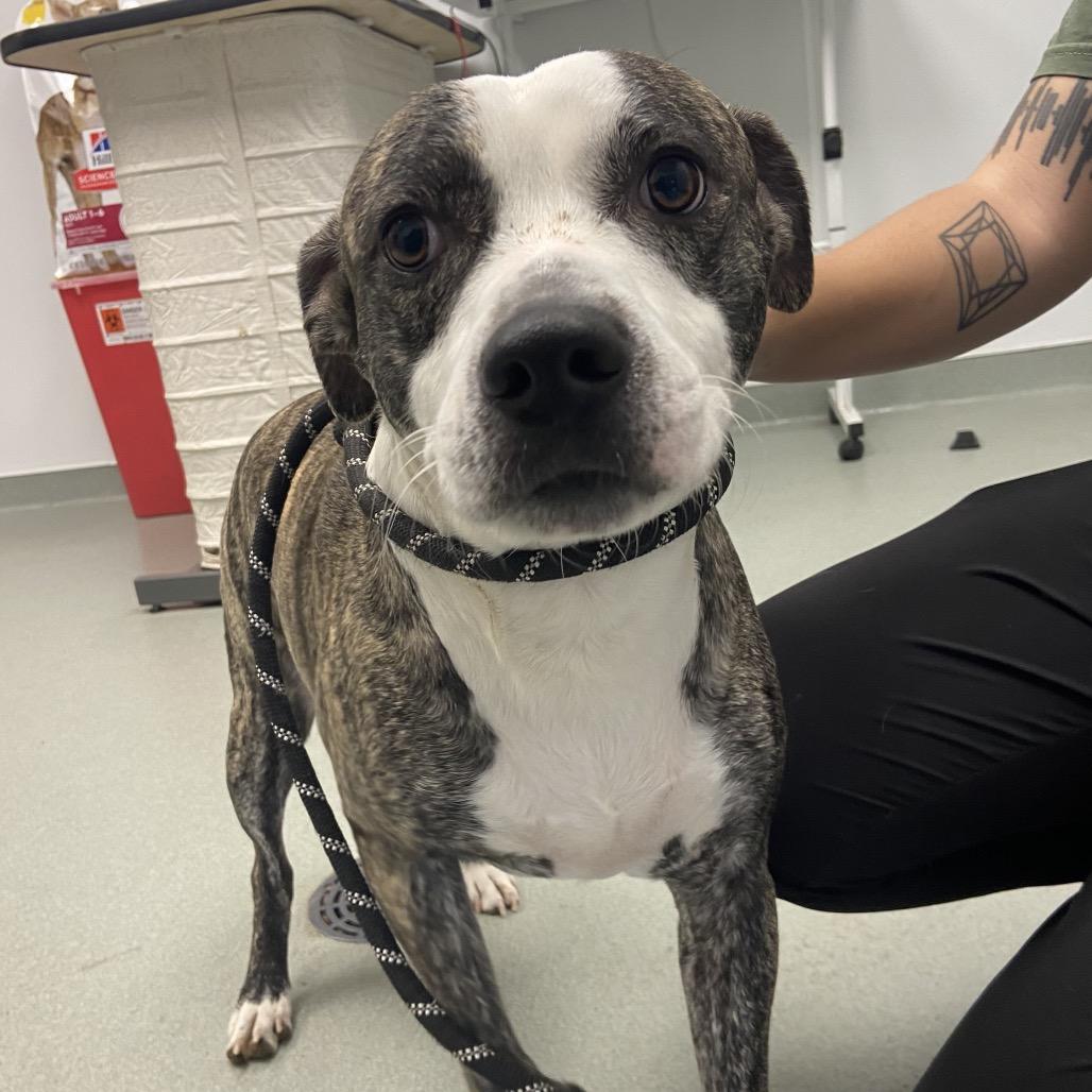 Mickey, Adoptable, Adult Male Pit Bull Terrier.