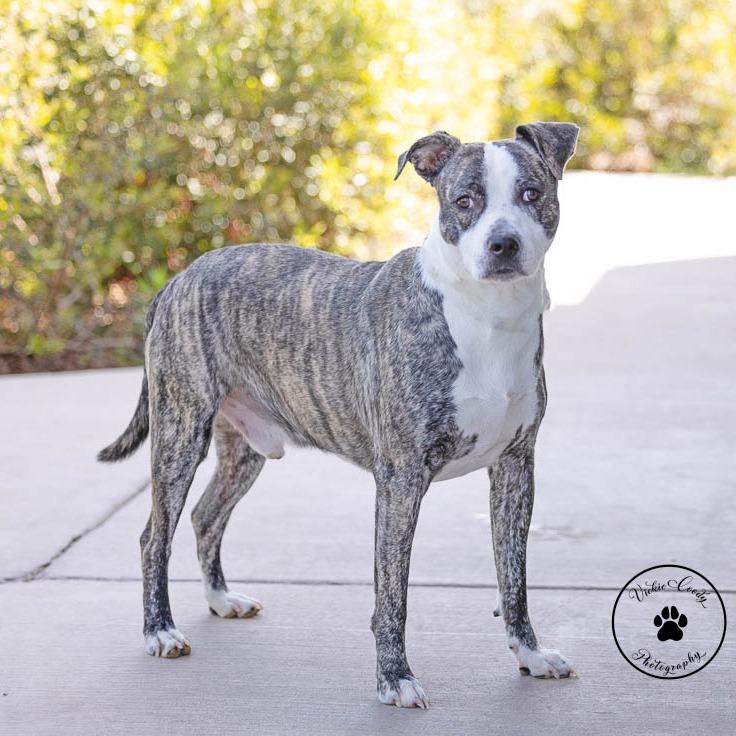 Mickey, a Adoptable Pit Bull Terrier in Abilene, TX image 2/4