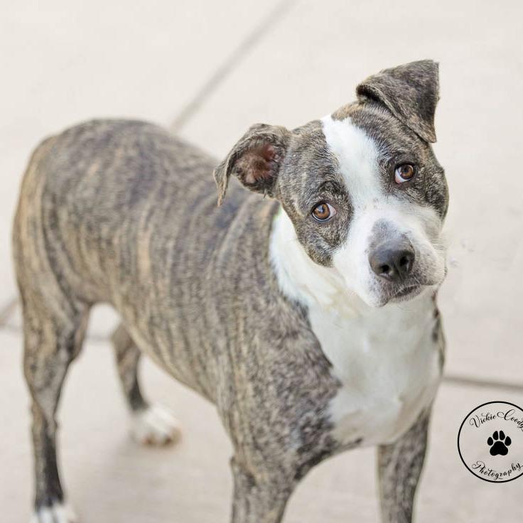Mickey, a Adoptable Pit Bull Terrier in Abilene, TX image 3/4
