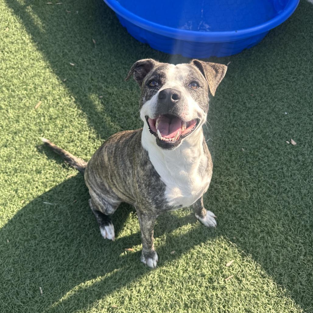 Mickey, a Adoptable Pit Bull Terrier in Abilene, TX image 4/4