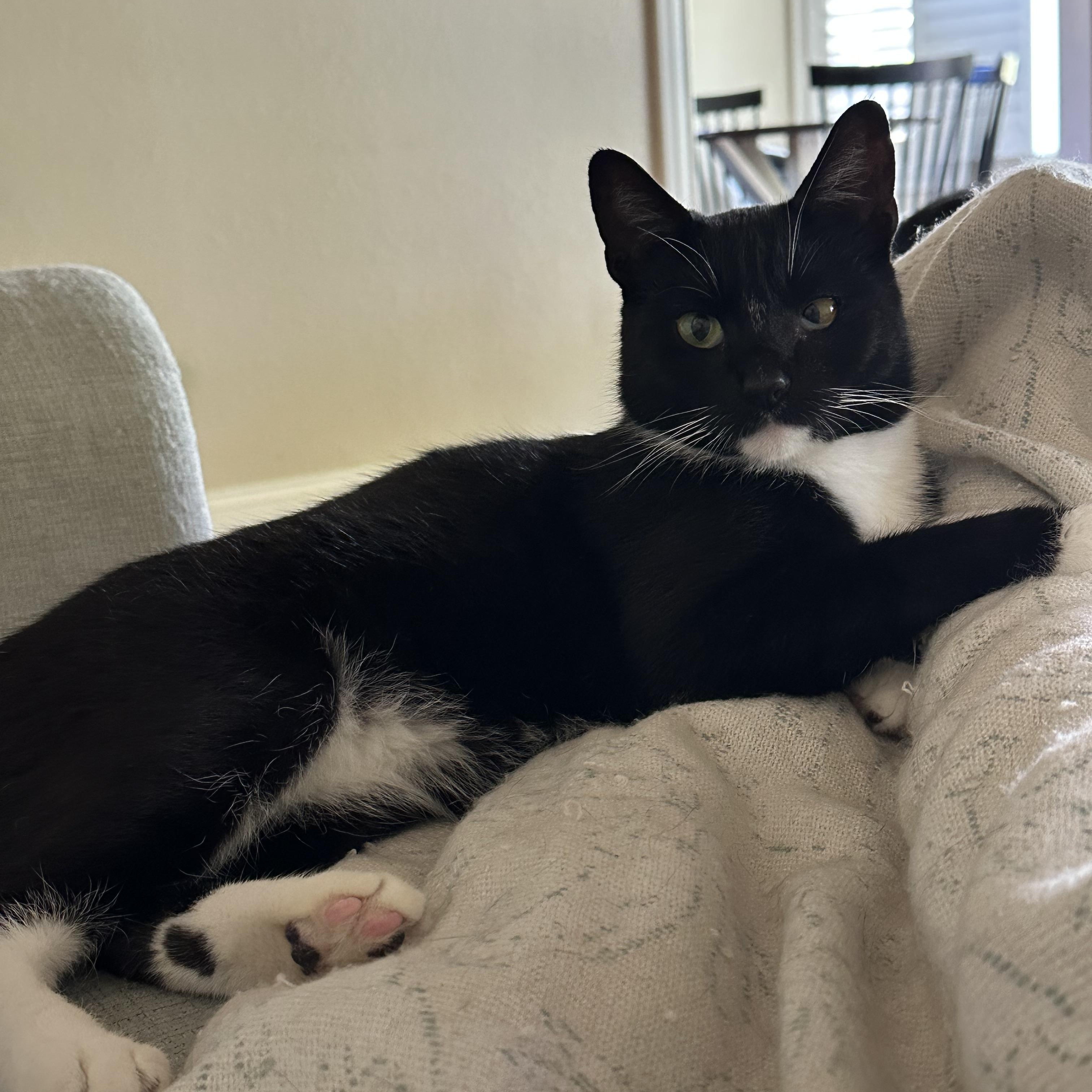 Enlarge Marley, an adopted Domestic Short Hair in Visalia, CA image 4/4