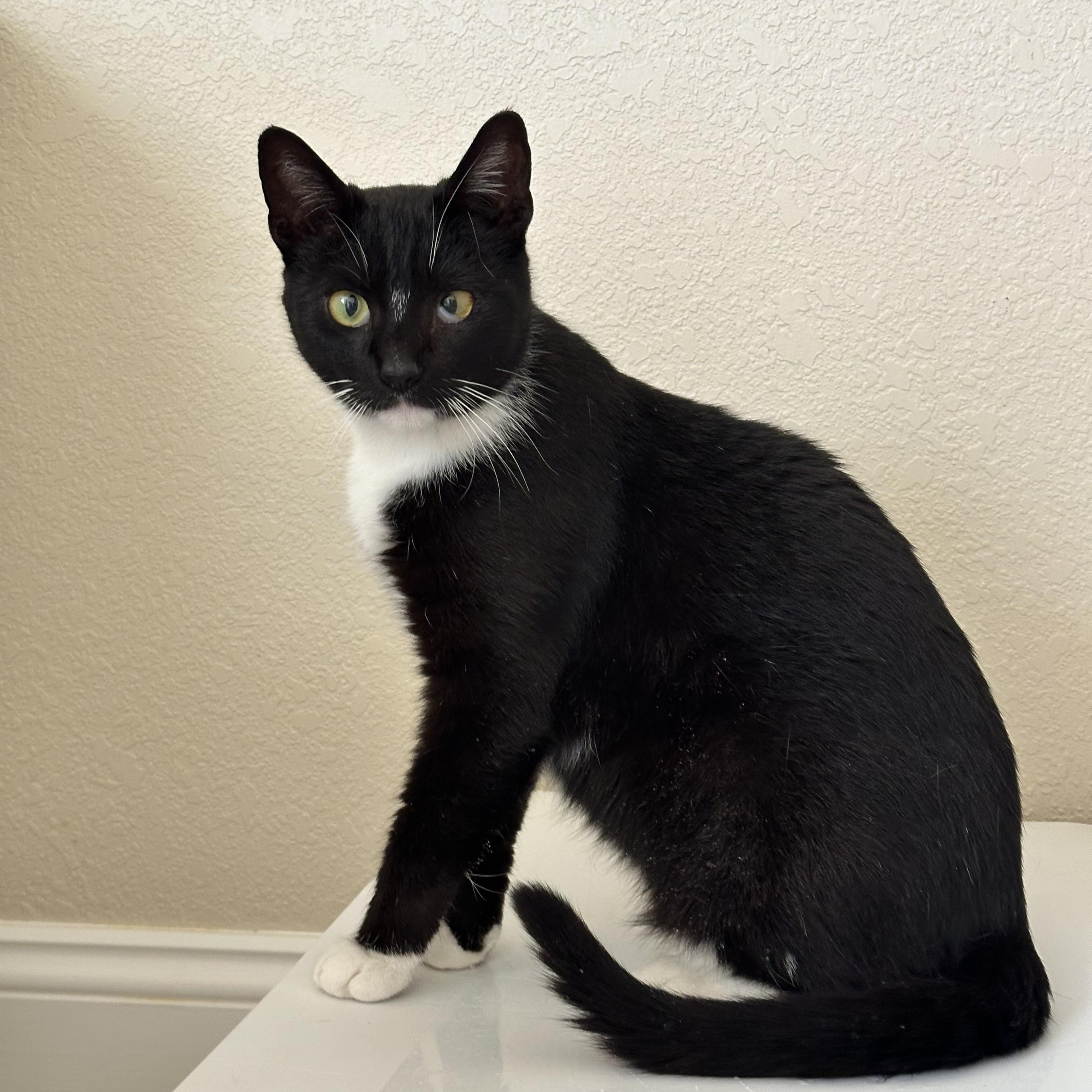 Enlarge Marley, an adopted Domestic Short Hair in Visalia, CA image 3/4