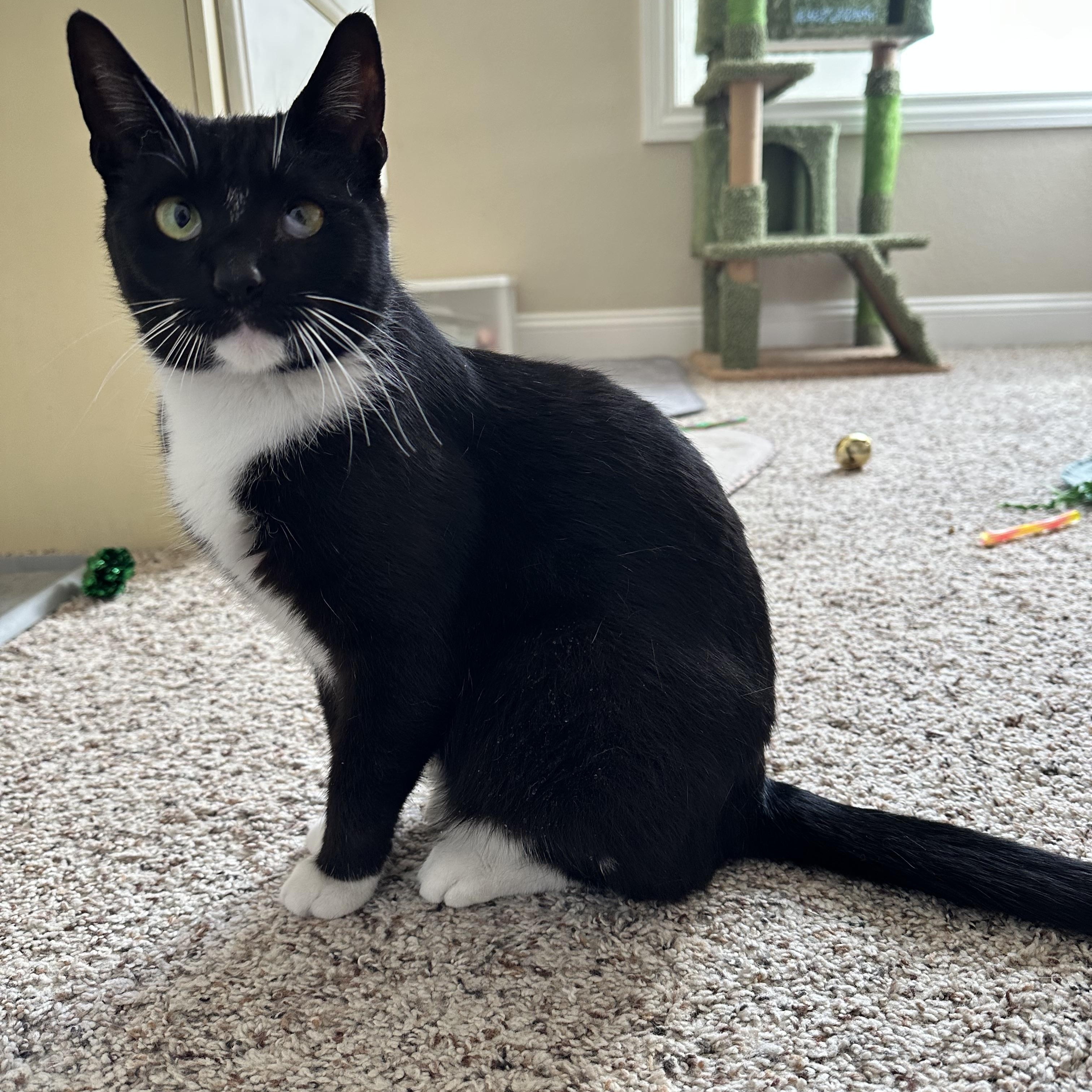 Enlarge Marley, an adopted Domestic Short Hair in Visalia, CA image 1/4