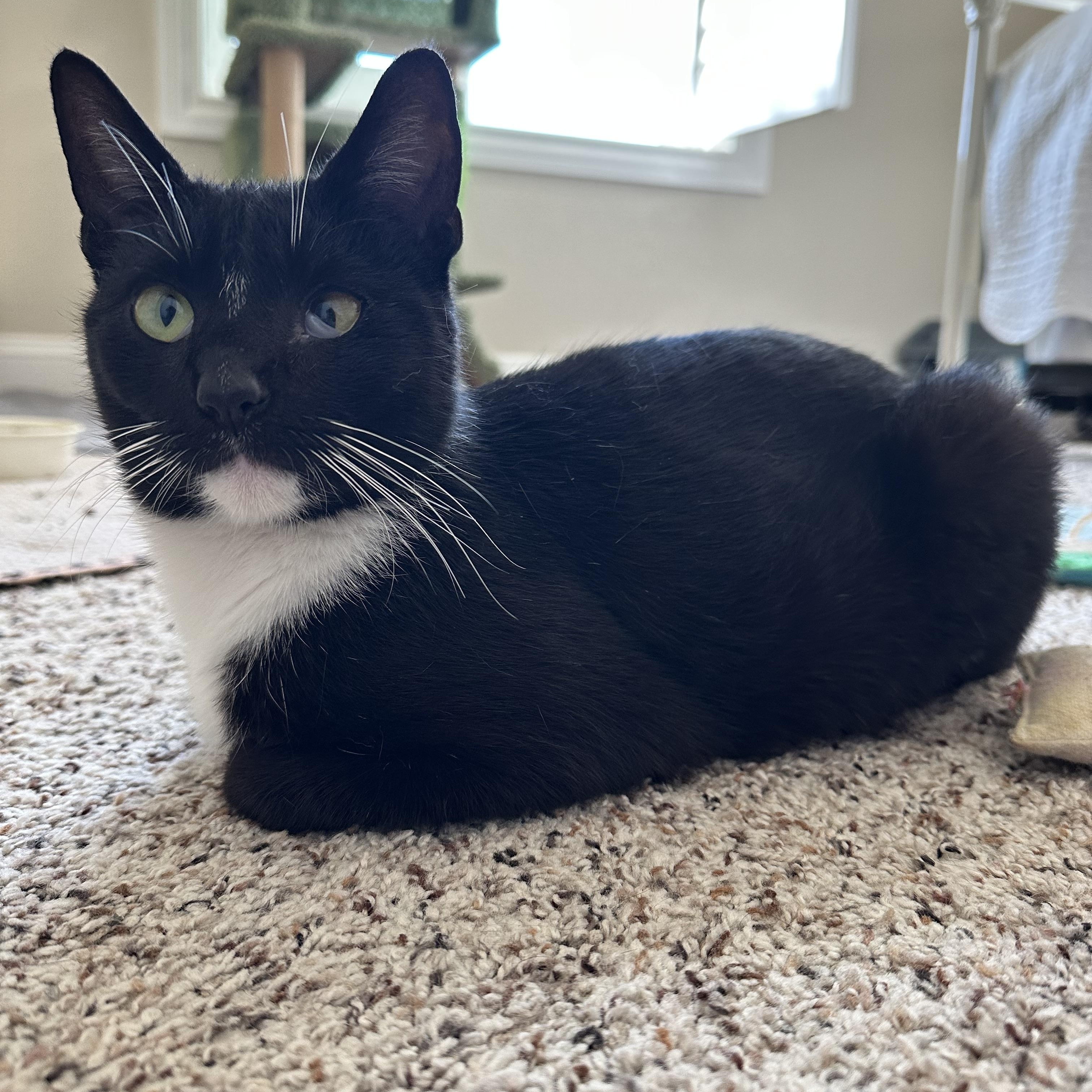Enlarge Marley, an adopted Domestic Short Hair in Visalia, CA image 2/4