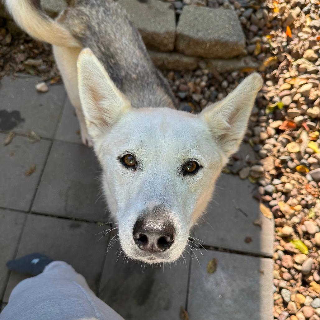 Libby, a Adoptable mixed breed in Boone, IA image 1/6