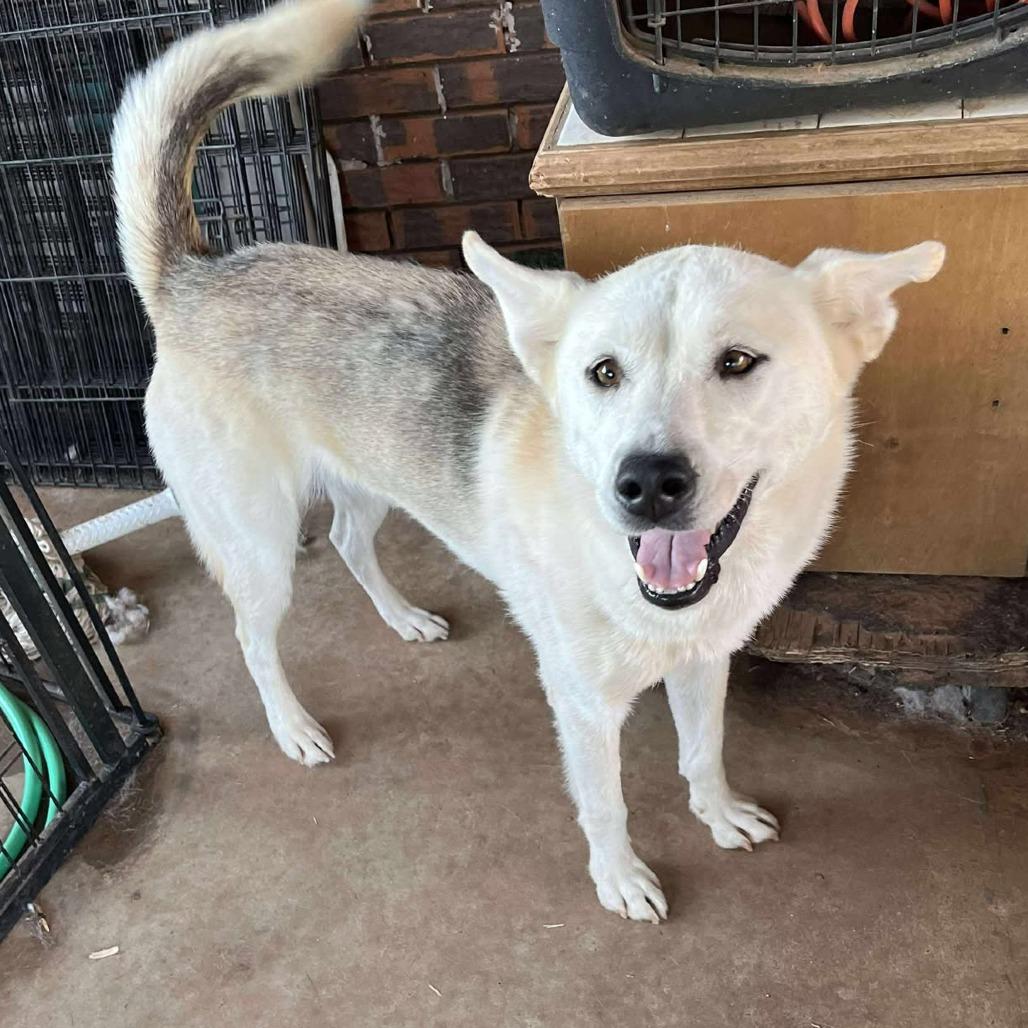 Libby, a Adoptable mixed breed in Boone, IA image 2/6