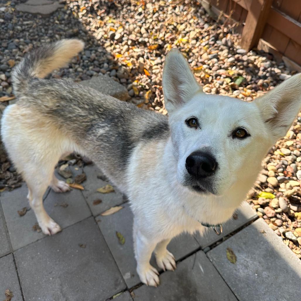Libby, a Adoptable mixed breed in Boone, IA image 3/6