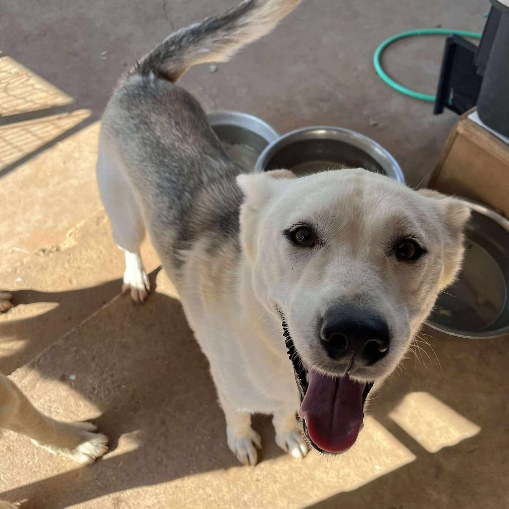 Libby, a Adoptable mixed breed in Boone, IA image 4/6