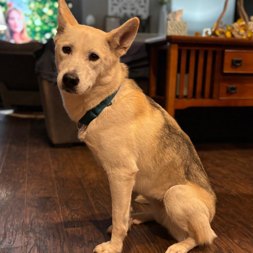 Libby, a Adoptable mixed breed in Boone, IA image 5/6