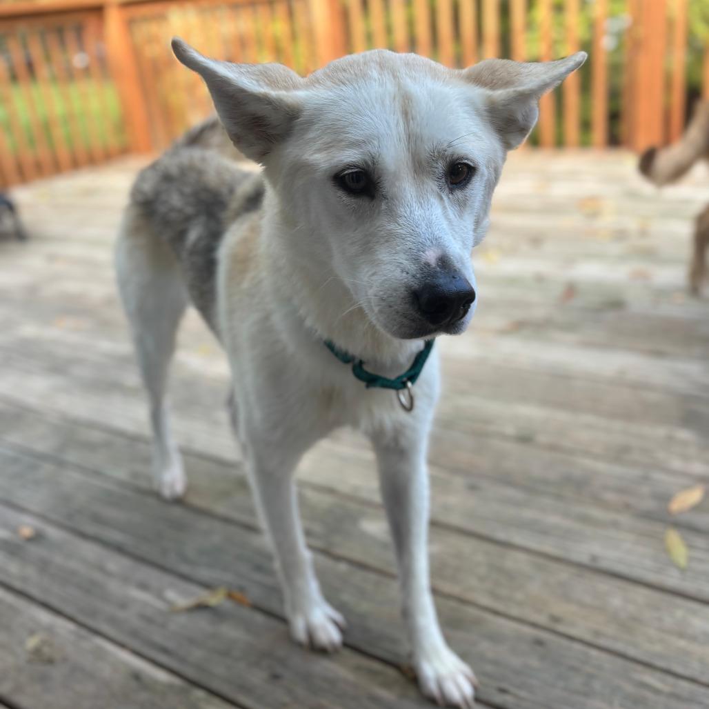 Libby, a Adoptable mixed breed in Boone, IA image 6/6