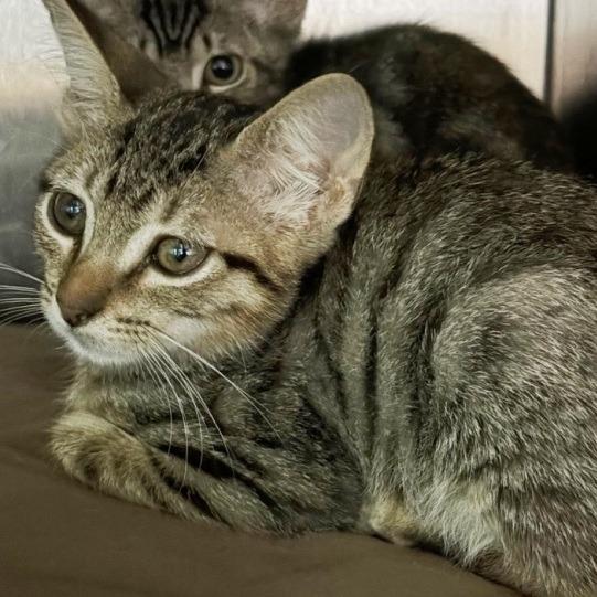 Caddo, Adoptable, Kitten Male Domestic Short Hair.