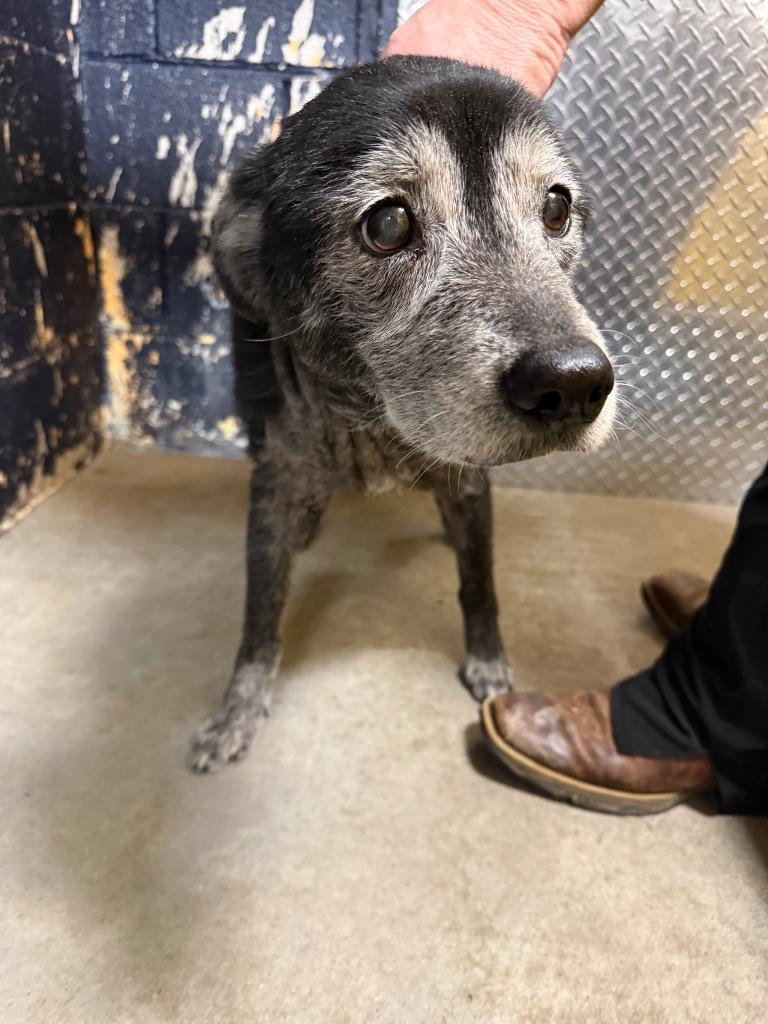 Maggie, Adoptable, Senior Female Mixed Breed.