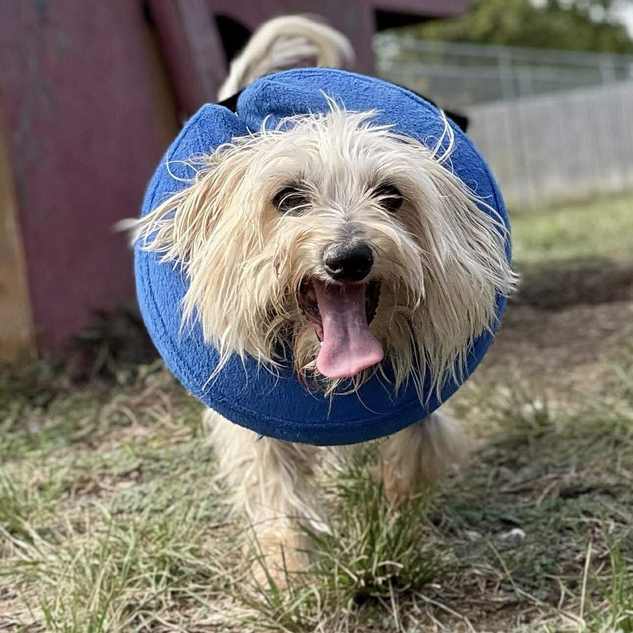 * Wyatt, a Adopted mixed breed in Justin, TX image 1/3