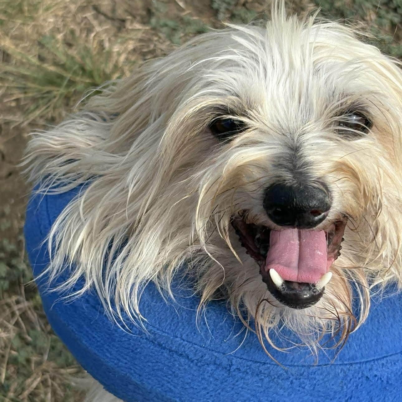 * Wyatt, a Adopted mixed breed in Justin, TX image 2/3